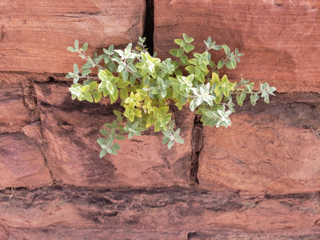 plant growing from the cracks